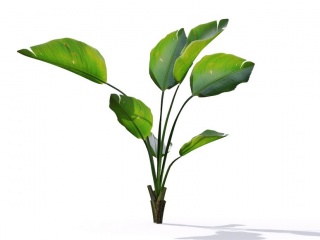 现代植物绿植热带植物家种树树枝叶小树枝鹤望兰芭蕉树C4D模型