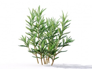 现代植物绿植热带植物家种树树枝叶小树枝迷迭香夹竹桃C4D模型