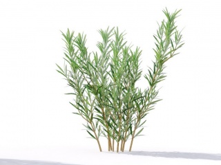 现代植物绿植热带植物家种树树枝叶小树枝迷迭香夹竹桃C4D模型
