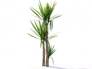 现代植物绿植热带植物家种树树枝叶小树枝树木千年木椰子树龙血树C4D模型