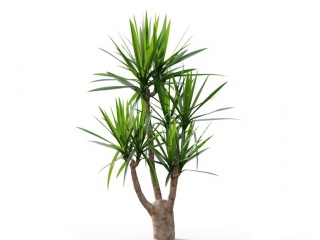 现代植物绿植热带植物家种树树枝叶小树枝树木千年木椰子树龙血树C4D模型