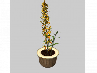 植物绿植盆栽金钗石斛C4D模型