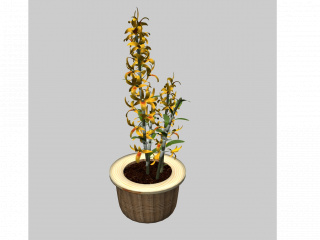 植物绿植盆栽金钗石斛C4D模型