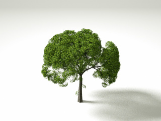 大树植物C4D模型