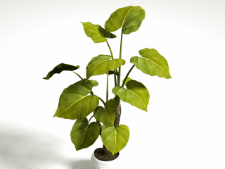 大叶子盆栽植物C4D模型