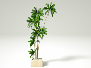 高树植物盆栽C4D模型