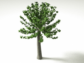 杨树树木植物C4D模型