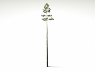 松树树木植物C4D模型