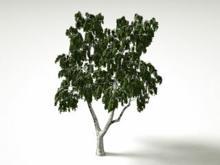 植物绿植大树树叶C4D模型
