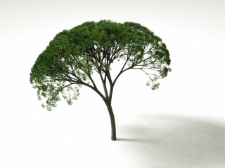 植物绿植树木大树C4D模型