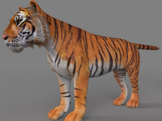 野生动物哺乳凶猛动物老虎C4D模型
