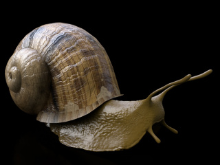 爬行软体动物蜗牛C4D模型