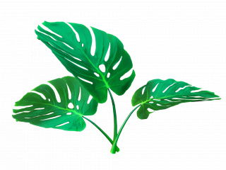 立体龟背叶绿色植物C4D模型