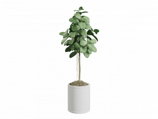 立体盆栽植物C4D模型