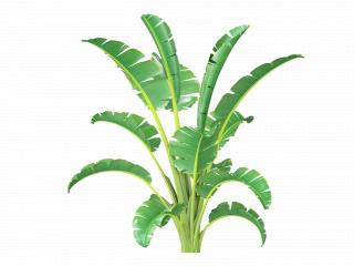 立体绿色热带植物树C4D模型