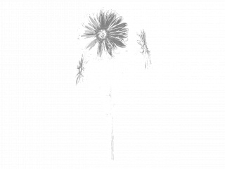 立体黑白花朵花卉植物C4D模型