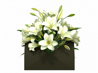 立体白色花朵花卉植物C4D模型