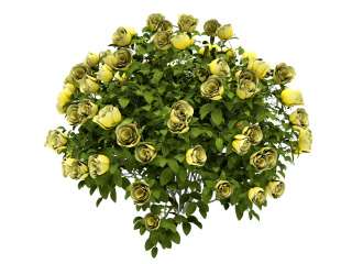 立体黄绿色花朵花卉植物C4D模型