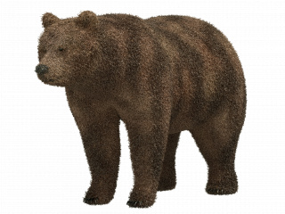 立体卡通小动物棕熊C4D模型