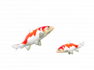 立体池塘装饰鲤鱼C4D模型