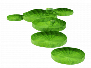 立体绿色荷叶莲藕C4D模型