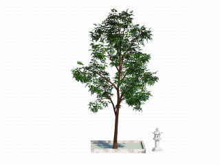 立体大树C4D模型